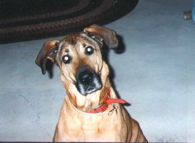 WebDog says we cannot find that page.. Rorry ruddy..